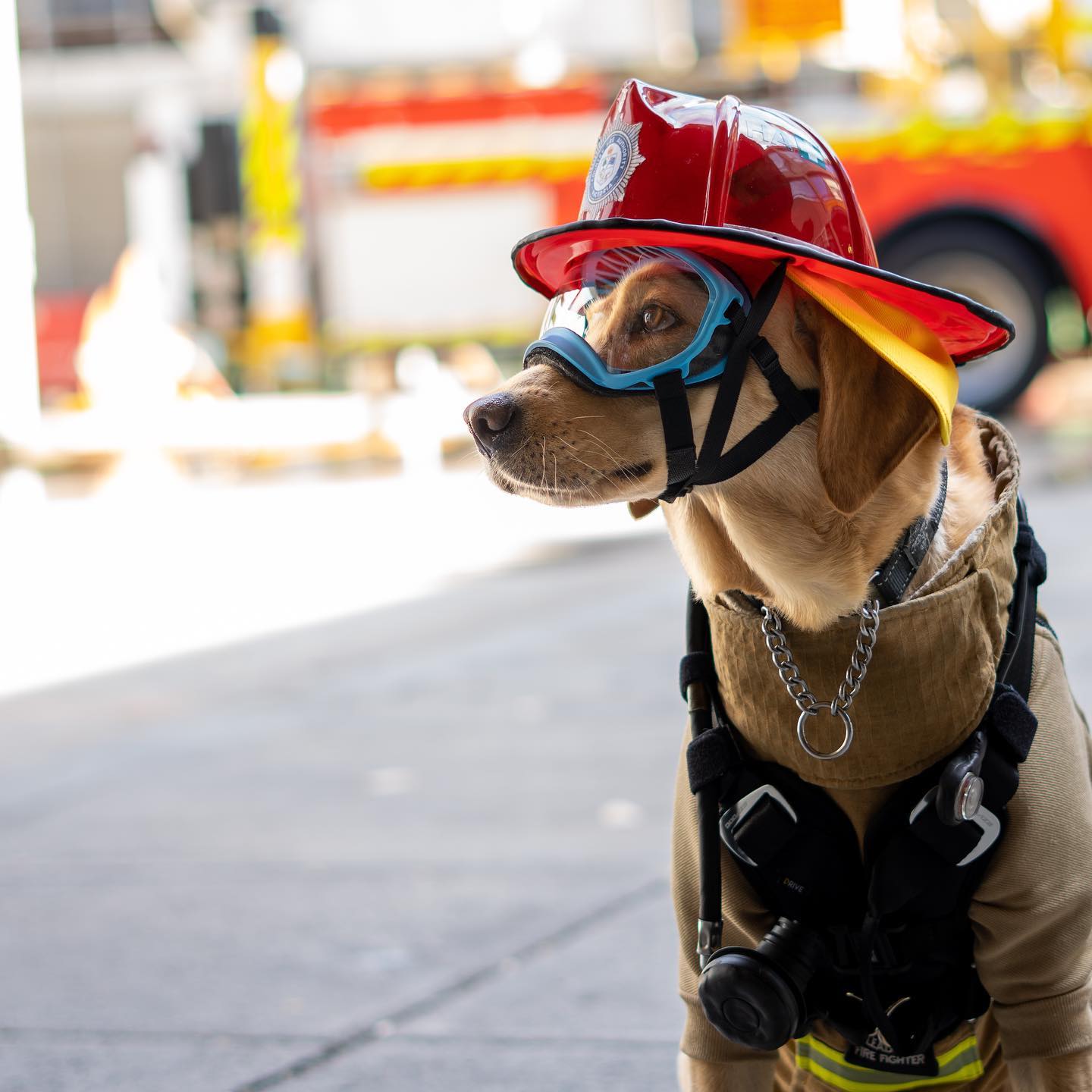 Every dog has it's day for mental health awareness