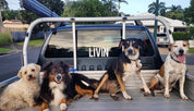 LIVIN Car Sticker