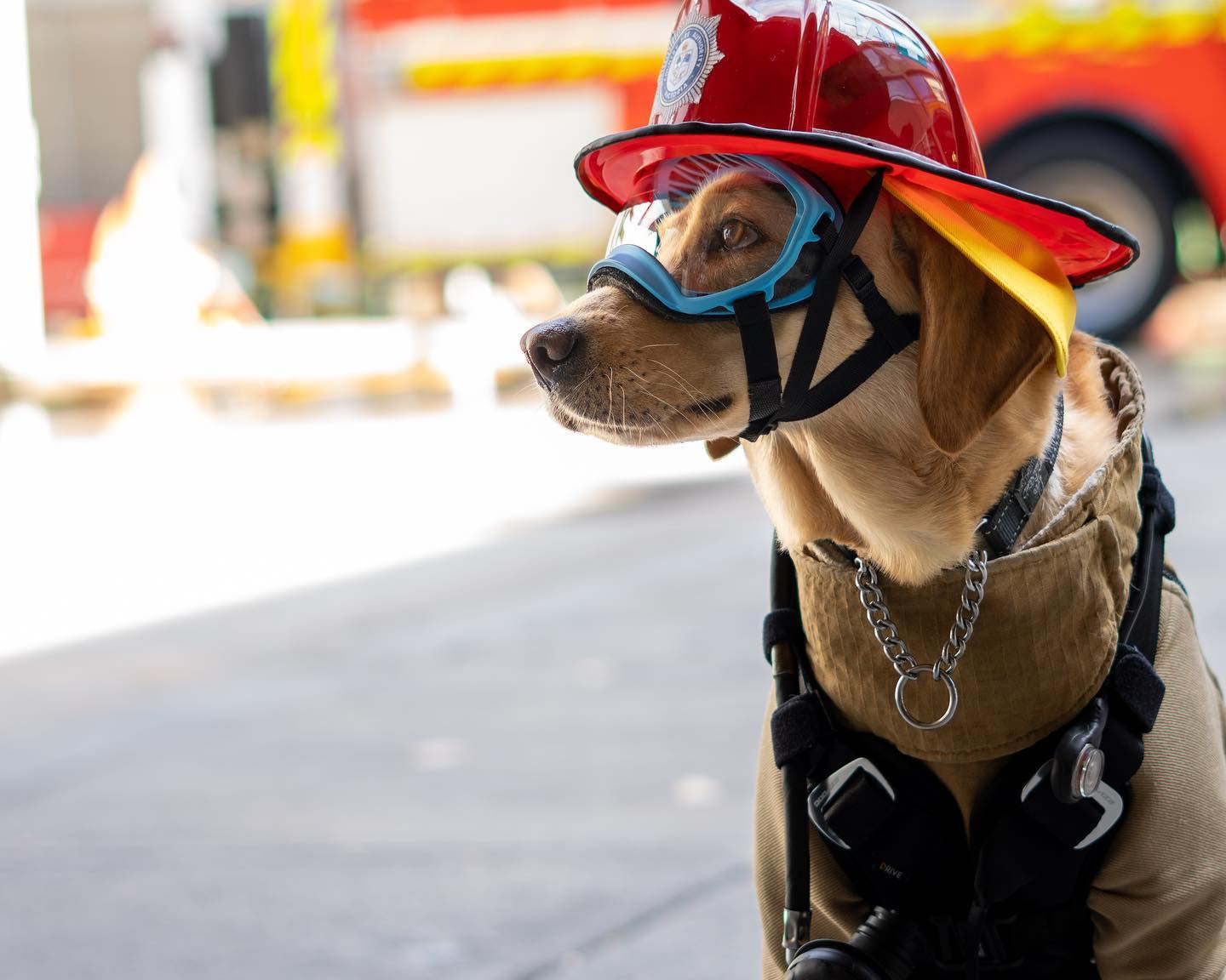 Every dog has it's day for mental health awareness